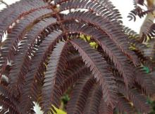 Albizia julibrissin 'Summer Chocolate'