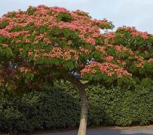 Albizia julibrissin 'Ombrella'