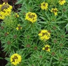 Alyssum montanum 'Berggold' Alyssum montanum 'Berggold'
