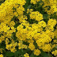 Alyssum montanum 'Berggold'