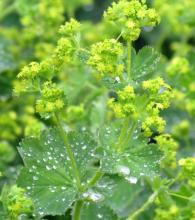 Alchemilla mollis