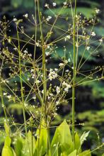 Alisma plantago-aquatica