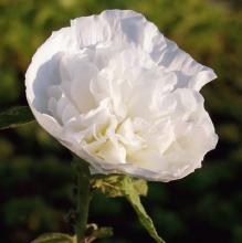 Alcea rosea (wit) Alcea rosea (wit)