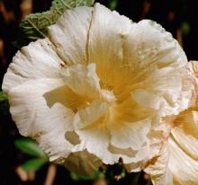 Alcea rosea (geel)