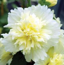 Alcea rosea 'Charters Gelb'