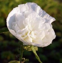 Alcea rosea 'Charters Weiss'