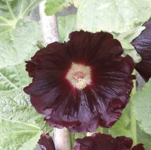 Alcea rosea 'Nigra'