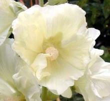 Alcea rosea