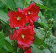 Alcea rosea 'Charters Rot'