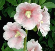 Alcea rosea 'Charters Rosa'