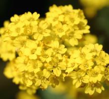 Alyssum saxatile