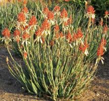 Aloe 'Safari Sunrise'