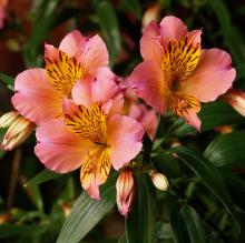 Alstroemeria