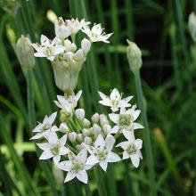 BIESLOOK CHINESE Allium tuberosum