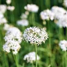 BIESLOOK CHINESE Allium tuberosum