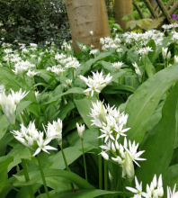 DASLOOK Allium ursinum