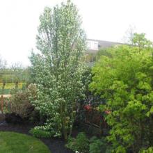 Amelanchier alnifolia 'Obelisk' Amelanchier alnifolia 'Obelisk'