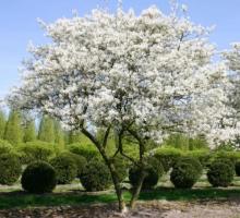 Amelanchier arborea 'Robin Hill'