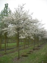 Amelanchier lamarckii