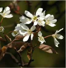 Amelanchier lamarckii 'Ballerina'