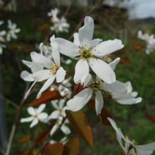 Amelanchier Laevis 'Snowflakes'