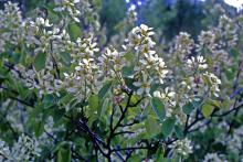 Amelanchier spicata