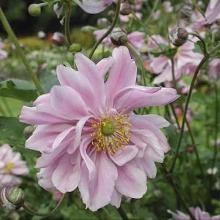 Anemone hybr. 'Koenigin Charlotte' Anemone hybr. 'Koenigin Charlotte'