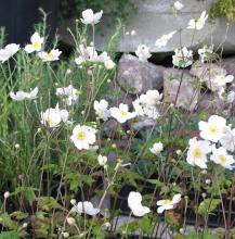 Anemone hybr. 'Honorine Jobert' Anemone hybr. 'Honorine Jobert'