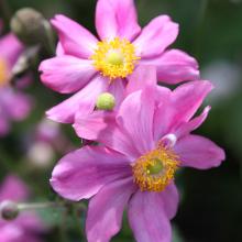 Anemone hupeh. 'Prinz Heinrich' Anemone hupeh. 'Prinz Heinrich'