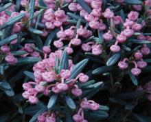 Andromeda polifolia 'Blue Ice' Andromeda polifolia 'Blue Ice'