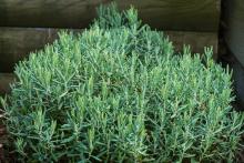 Andromeda polifolia 'Blue Lagoon' Andromeda polifolia 'Blue Lagoon'