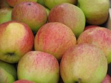Appel 'JONAGOLD'