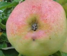 Appel 'KATTEKOP'