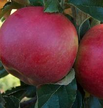 Appel 'MELROSE'