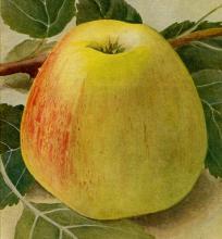 Appel 'NOTARISAPPEL'