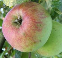 Appel 'RAMBOUR D'HIVER'