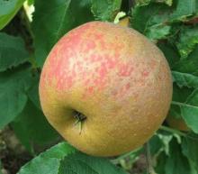 Appel 'SCHONE VAN BOSKOOP' Appel 'SCHONE VAN BOSKOOP'
