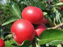 Appel 'SELENA'