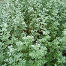 ABSINT Artemisia absinthium