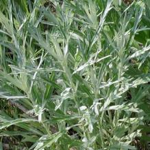 Artemisia ludovic. 'Silver Queen'