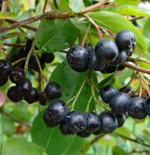 Aronia melanocarpa APPELBES