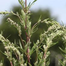BIJVOET Artemisia vulgaris