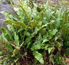 Asplenium scolopendrium