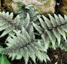 Athyrium niponicum 'Metallicum' = pictum