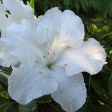 Azalea 'Encore'® Pure White Julia