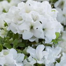 Azalea Encore® 'Pure White Julia'