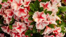 Azalea 'Encore'® 'Starburst'