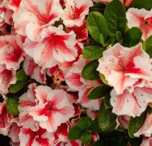 Azalea Encore® 'Starburst'