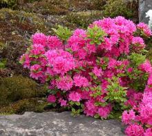 Azalea jap. 'Amoena'