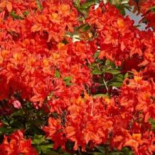 Azalea jap. 'Geisha Orange'